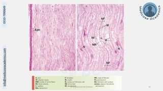 Histology of Nervous System II - Peripheral Nervous System.pdf