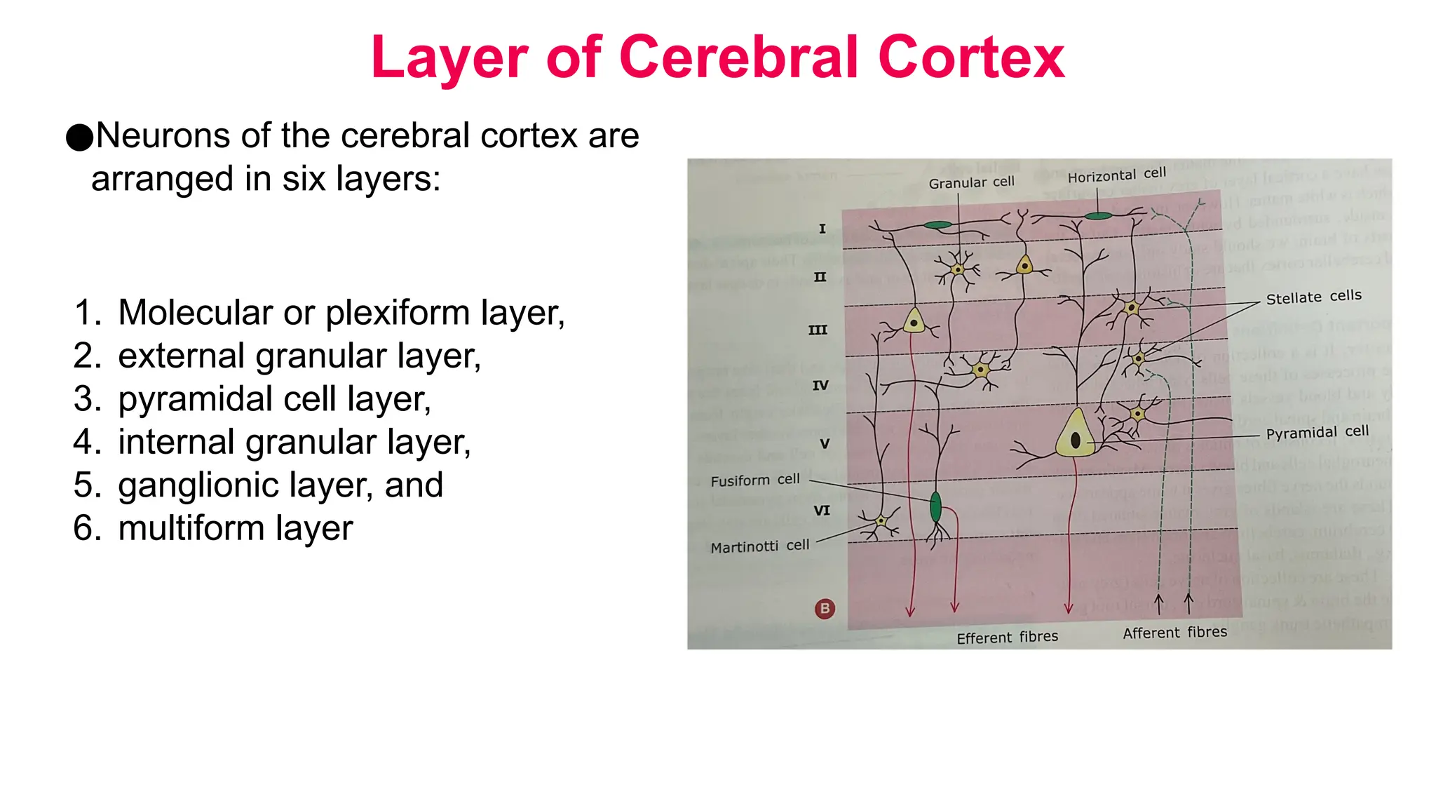 Histology of Nervous System(Spinal cord, cerebellum, cerebrum..pptx