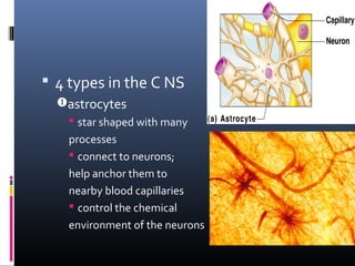 Histology of nervous tissue1 | PPT