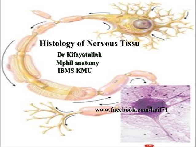 review sheet 17 histology of nervous tissue Histology of nervous tissue exercise 17: histology of nervous tissue flashcards easy , study exercise 17: histology of nervous tissue flashcards taken from the book human anatomy. review sheet 17 histology of nervous tissue Histology of nervous tissue exercise 17: histology of nervous tissue flashcards easy , study exercise 17: histology of nervous tissue flashcards taken from the book human anatomy.
