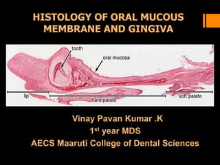 HISTOLOGY OF ORAL MUCOUS
MEMBRANE AND GINGIVA
Vinay Pavan Kumar .K
1st year MDS
AECS Maaruti College of Dental Sciences
 
