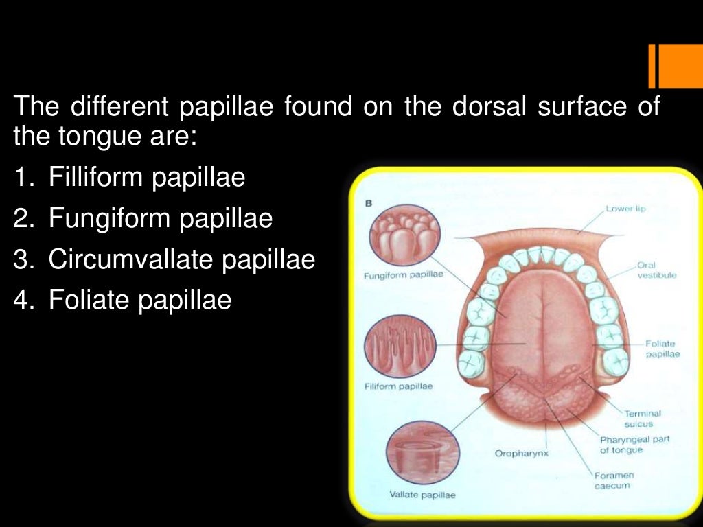 Histology of oral mucous membrane and gingiva