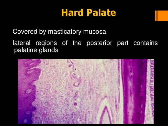 Histology of oral mucous membrane and gingiva