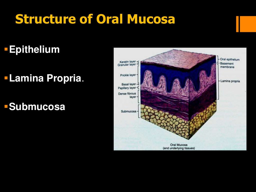 Histology of oral mucous membrane and gingiva