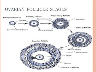 Comprehensive Histology of the Ovary: Structure and Follicle ...
