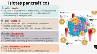 Histology of pancreas.pdf
