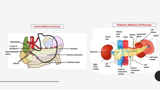 Histology of pancreas.pdf