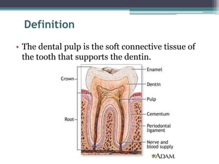 Soft Pulp Histology of Pulp | PPTX