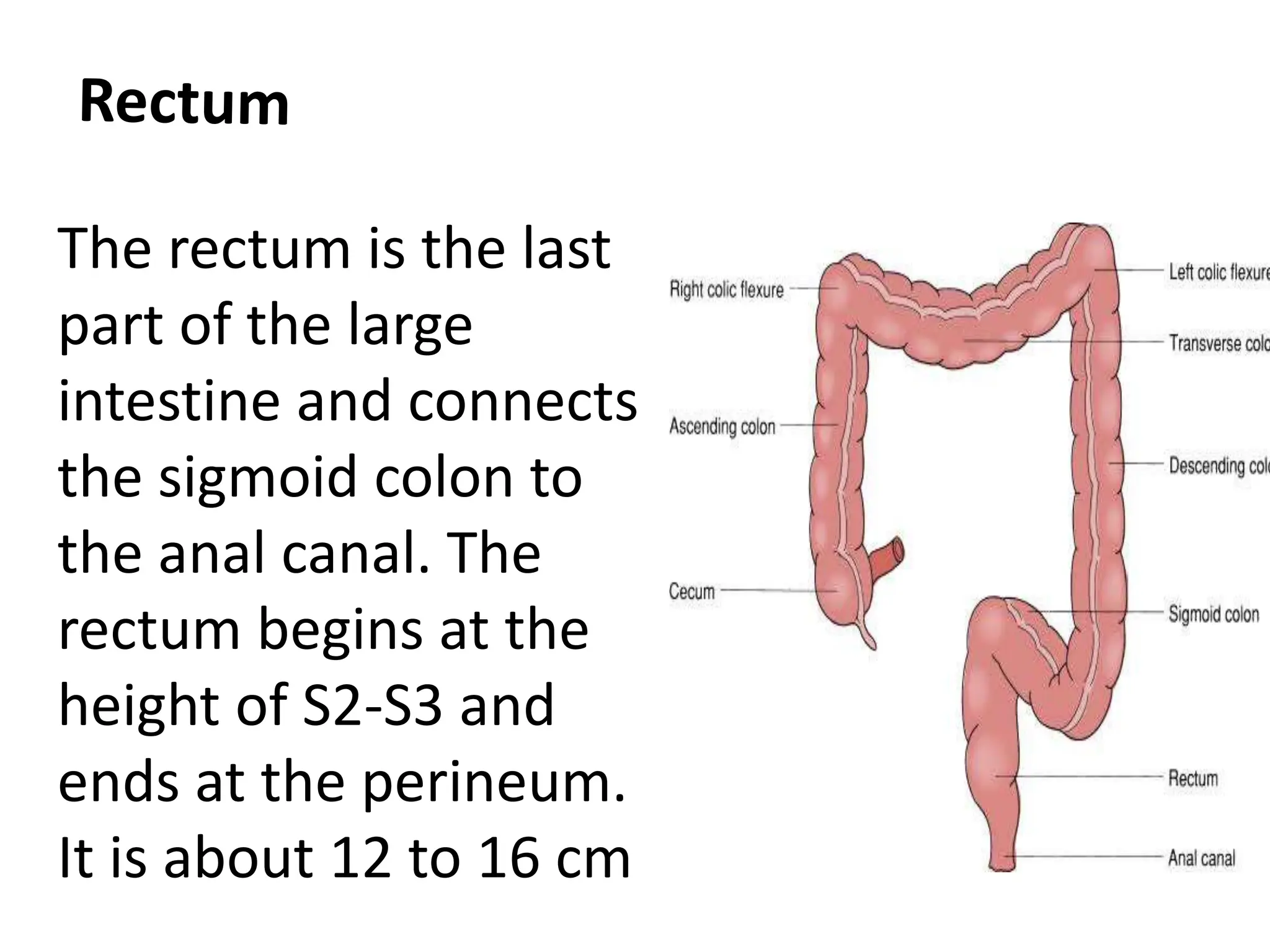 Histology Of Rectum And Anal Canal pptx Histology Of Rectum And Anal Canal pptx