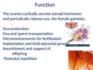 HISTOLOGY OF REPRODUCTIVE SYSTEM.pptx Gross | PPTX