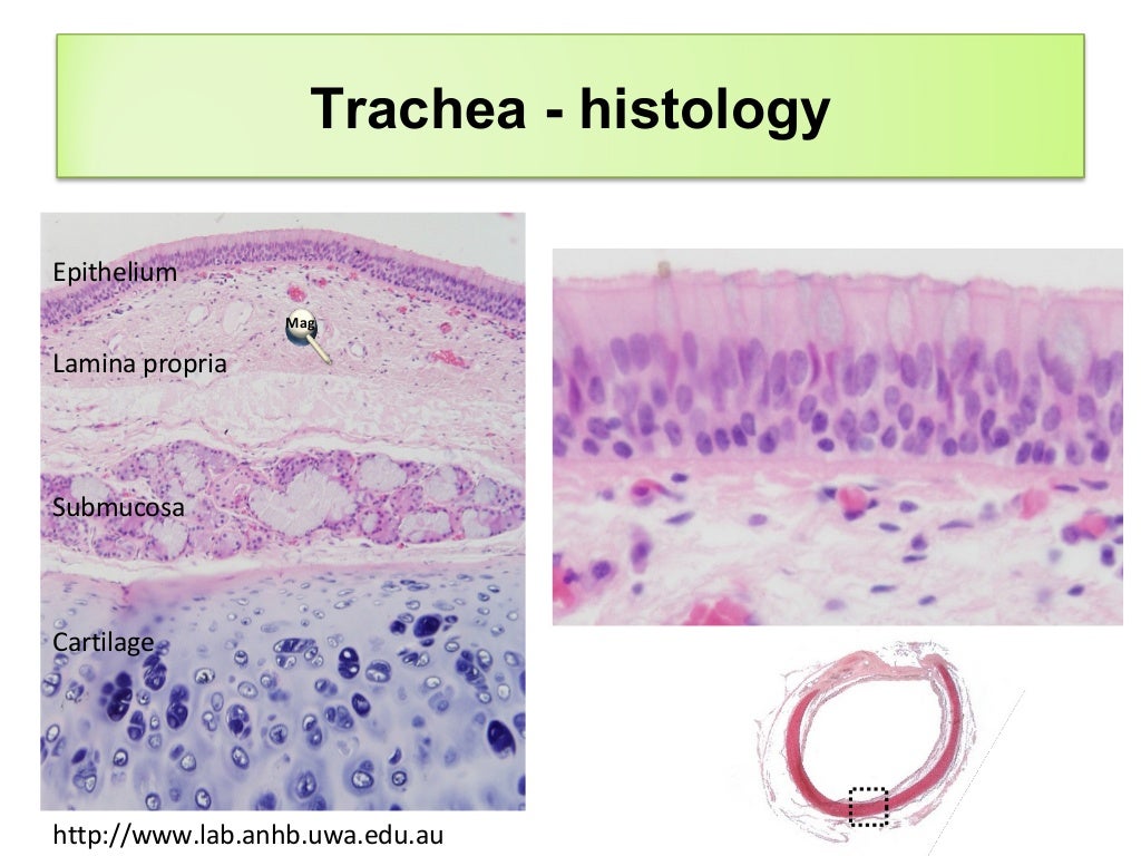 Histology of respiratory system