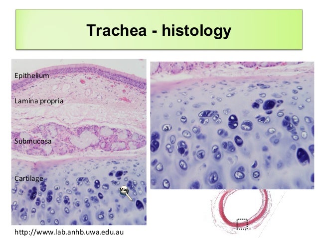 trachea histology