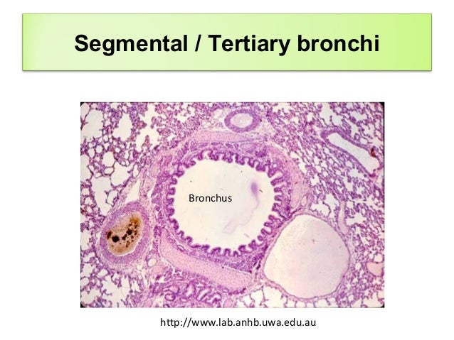 Respiratory System Histology Diagram Choice Image - How To 