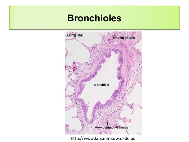 Histology of respiratory system