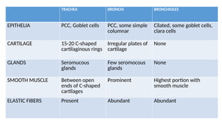 Pcc Rings Comprehensive Histology of the Respiratory System with Clinical ...