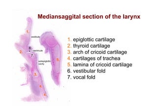 Histology of respiratory system larynx trache and lung