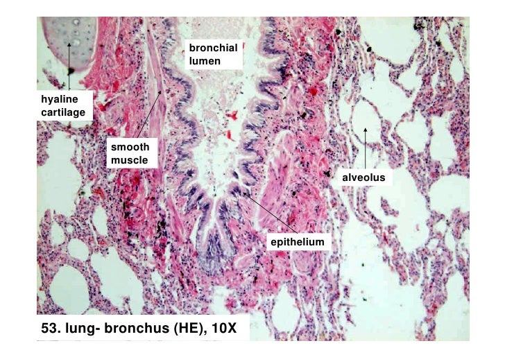 Histology of respiratory system larynx trache and lung