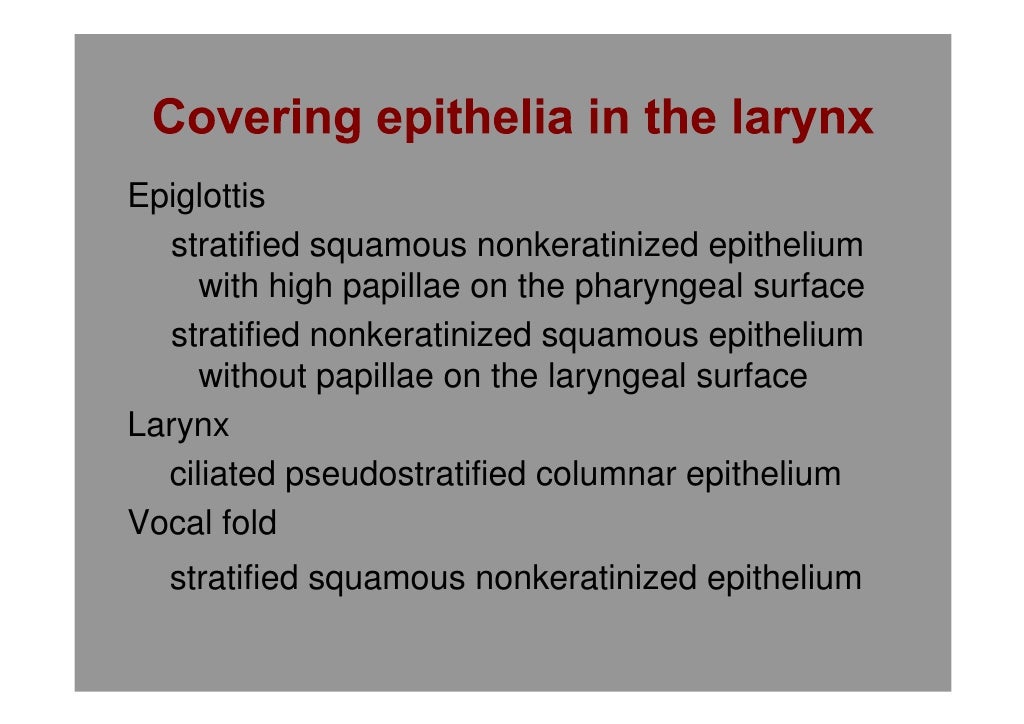 Histology of respiratory system larynx trache and lung