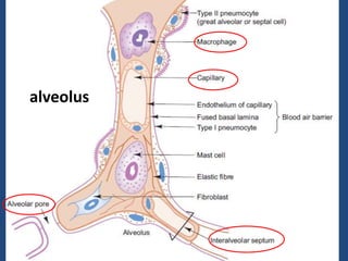 HISTOLOGY OF RESPIRATORY SYSTEM PART II.pptx