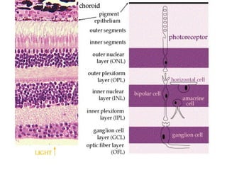 HISTOLOGY OF RETINAAaaaaaaaaaavgddxccd.ppt