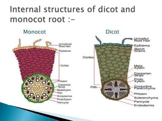 Monocot Dicot
 