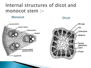 Monocot Dicot
 