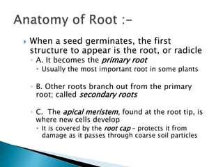  When a seed germinates, the first
structure to appear is the root, or radicle
◦ A. It becomes the primary root
 Usually the most important root in some plants
◦ B. Other roots branch out from the primary
root; called secondary roots
◦ C. The apical meristem, found at the root tip, is
where new cells develop
 It is covered by the root cap – protects it from
damage as it passes through coarse soil particles
 