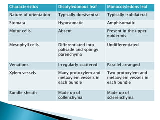 Characteristics Dicotyledonous leaf Monocotyledons leaf
Nature of orientation Typically dorsiventral Typically isobilateral
Stomata Hyposomatic Amphisomatic
Motor cells Absent Present in the upper
epidermis
Mesophyll cells Differentiated into
palisade and spongy
parenchyma
Undifferentiated
Venations Irregularly scattered Parallel arranged
Xylem vessels Many protoxylem and
metaxylem vessels in
each bundle
Two protoxylem and
metaxylem vessels in
each bundle
Bundle sheath Made up of
collenchyma
Made up of
sclerenchyma
 