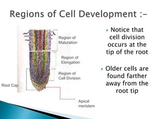  Notice that
cell division
occurs at the
tip of the root
 Older cells are
found farther
away from the
root tip
Root Cap
Region of
Maturation
Region of
Elongation
Region of
Cell Division
Apical
meristem
 