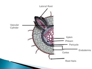 Lateral Root
Vascular
Cylinder
Xylem
Phloem
Pericycle
Endodermis
Cortex
Root Hairs
 