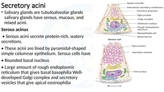 HISTOLOGY OF SALIVARY GLANDS..pptxpresentaion | PPTX
