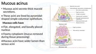 HISTOLOGY OF SALIVARY GLANDS..pptxpresentaion | PPTX