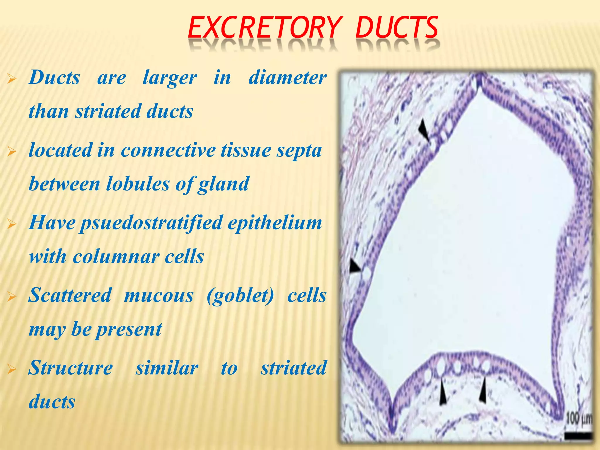 Histologyofsalivaryglands ppt converted | PPT