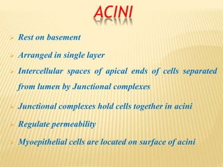 ACINI
 Rest on basement
 Arranged in single layer
 Intercellular spaces of apical ends of cells separated
from lumen by Junctional complexes
 Junctional complexes hold cells together in acini
 Regulate permeability
 Myoepithelial cells are located on surface of acini
 