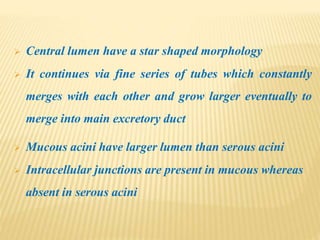  Central lumen have a star shaped morphology
 It continues via fine series of tubes which constantly
merges with each other and grow larger eventually to
merge into main excretory duct
 Mucous acini have larger lumen than serous acini
 Intracellular junctions are present in mucous whereas
absent in serous acini
 