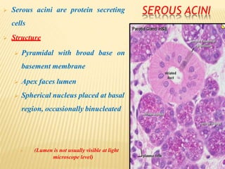 SEROUS ACINI Serous acini are protein secreting
cells
 Structure
 Pyramidal with broad base on
basement membrane
 Apex faces lumen
 Spherical nucleus placed at basal
region, occasionally binucleated
 (Lumen is not usually visible at light
microscope level)
 