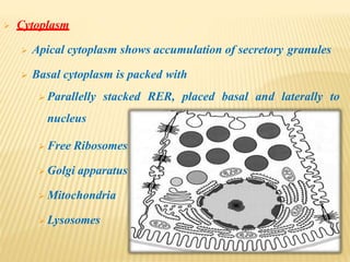  Cytoplasm
 Apical cytoplasm shows accumulation of secretory granules
 Basal cytoplasm is packed with
 Parallelly stacked RER, placed basal and laterally to
nucleus
 Free Ribosomes
 Golgi apparatus
 Mitochondria
 Lysosomes
 