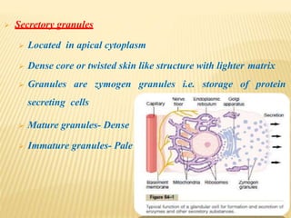  Secretory granules
 Located in apical cytoplasm
 Dense core or twisted skin like structure with lighter matrix
 Granules are zymogen granules i.e. storage of protein
secreting cells
 Mature granules- Dense
 Immature granules- Pale
 