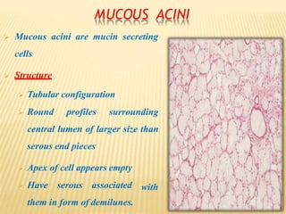 MUCOUS ACINI
 Mucous acini are mucin secreting
cells
 Structure
 Tubular configuration
 Round profiles surrounding
central lumen of larger size than
serous end pieces
with
 Apex of cell appears empty
 Have serous associated
them in form of demilunes.
 