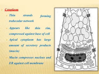 forming
 Cytoplasm
 Thin strands
trabecular network
 Appears like thin rim,
compressed against base of cell
 Apical cytoplasm has large
amount of secretory products
(mucin)
 Mucin compresses nucleus and
ER against cell membrane
 