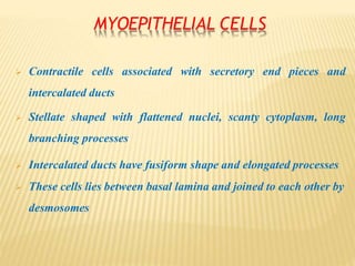 MYOEPITHELIAL CELLS
 Contractile cells associated with secretory end pieces and
intercalated ducts
 Stellate shaped with flattened nuclei, scanty cytoplasm, long
branching processes
 Intercalated ducts have fusiform shape and elongated processes
 These cells lies between basal lamina and joined to each other by
desmosomes
 