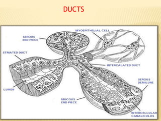 DUCTS
 