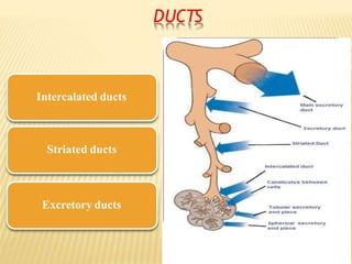 DUCTS
Intercalated ducts
Striated ducts
Excretory ducts
 
