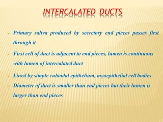 INTERCALATED DUCTS
 Primary saliva produced by secretory end pieces passes first
through it
 First cell of duct is adjacent to end pieces, lumen is continuous
with lumen of intercalated duct
 Lined by simple cuboidal epithelium, myoepithelial cell bodies
 Diameter of duct is smaller than end pieces but their lumen is
larger than end pieces
 