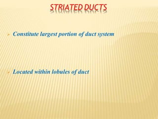  Constitute largest portion of duct system
 Located within lobules of duct
STRIATED DUCTS
 