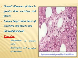  Overall diameter of duct is
greater than secretory end
pieces
 Lumen larger than those of
secretory end pieces and
of primary
intercalated ducts
 Function
 Modification
saliva
secretion Reabsorption and
of electrolytes
 