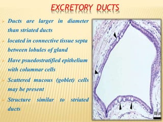 EXCRETORY DUCTS
 Ducts are larger in diameter
than striated ducts
 located in connective tissue septa
between lobules of gland
 Have psuedostratified epithelium
with columnar cells
 Scattered mucous (goblet) cells
may be present
 Structure similar to striated
ducts
 