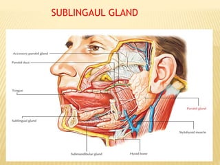 SUBLINGAUL GLAND
 