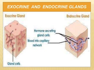 EXOCRINE AND ENDOCRINE GLANDS
 