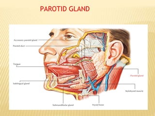 PAROTID GLAND
 